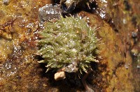馬糞海膽藏品圖，第2張