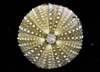 馬糞海膽藏品圖，第3張