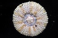 馬糞海膽藏品圖，第4張