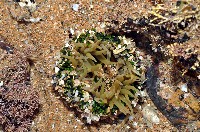 綠海葵藏品圖，第3張