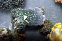 綠海葵藏品圖，第4張