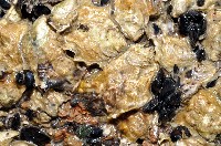未知種牡蠣藏品圖，第1張