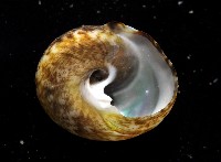 粗瘤黑鐘螺藏品圖，第3張