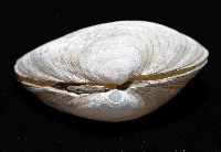 粗異白櫻蛤藏品圖，第4張