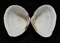 粗異白櫻蛤藏品圖，第6張
