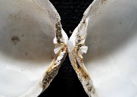粗異白櫻蛤藏品圖，第7張