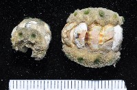 毛膚石鱉藏品圖，第3張