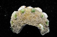 毛膚石鱉藏品圖，第4張