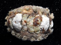 未知種毛膚石鱉藏品圖，第3張