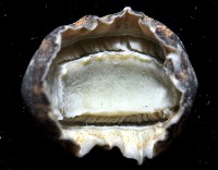 函館銼石鱉藏品圖，第4張