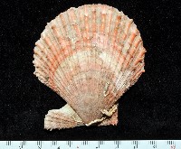 登錄號:006651-00024藏品圖，第1張
