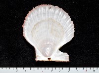 登錄號:006651-00024藏品圖，第2張