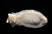等陽高山蛞蝓藏品圖，第3張