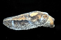 等陽高山蛞蝓藏品圖，第4張