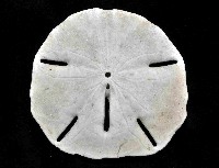 等格蜜餅海膽藏品圖，第2張