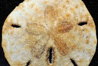 等格蜜餅海膽藏品圖，第2張