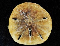 等格蜜餅海膽藏品圖，第4張