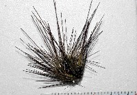 刺冠海膽藏品圖，第1張