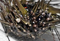 刺冠海膽藏品圖，第3張