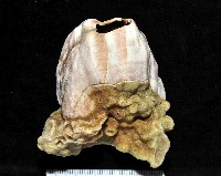 亞傑巨藤壺藏品圖，第2張