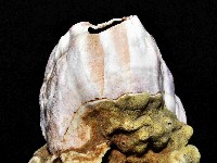 亞傑巨藤壺藏品圖，第3張