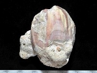 亞傑巨藤壺藏品圖，第2張