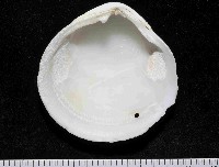 滿月(環肋)櫻蛤藏品圖，第4張