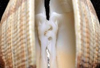 圓球簾蛤(皺紋蛤)藏品圖，第4張