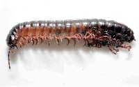 山嶺似腹馬陸(暫譯)藏品圖，第3張