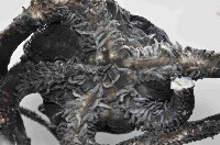 棕板蛇尾藏品圖，第3張