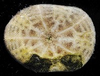 網楯海膽藏品圖，第2張