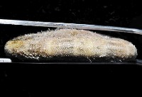 網楯海膽藏品圖，第4張