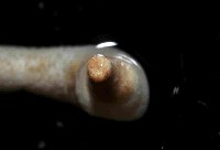 未知種革囊星蟲藏品圖，第4張