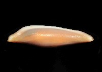 騙梭螺之一種藏品圖，第4張