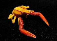 美麗異鎧蝦藏品圖，第3張