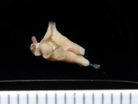 新種海天牛藏品圖，第3張