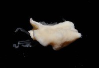 新種海天牛藏品圖，第4張