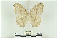 波紋眼蛺蝶藏品圖，第2張