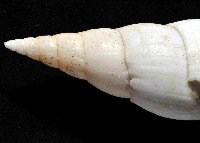 香蕉筆螺藏品圖，第3張