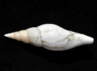 香蕉筆螺藏品圖，第5張