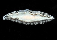 丘凸小葉海蛞蝓藏品圖，第4張