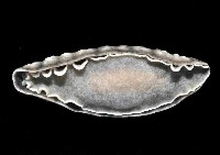 丘凸小葉海蛞蝓藏品圖，第4張