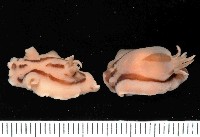 威簾多彩海蛞蝓藏品圖，第3張