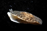 條紋片鰓海蛞蝓藏品圖，第2張