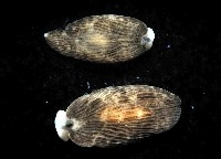 條紋片鰓海蛞蝓藏品圖，第4張