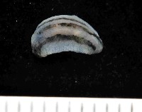縱紋葉海蛞蝓藏品圖，第1張
