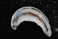 縱紋葉海蛞蝓藏品圖，第4張
