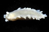 未知種三歧海蛞蝓藏品圖，第3張