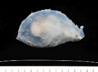 絨衣背肛海兔藏品圖，第1張
