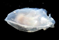 絨衣背肛海兔藏品圖，第2張